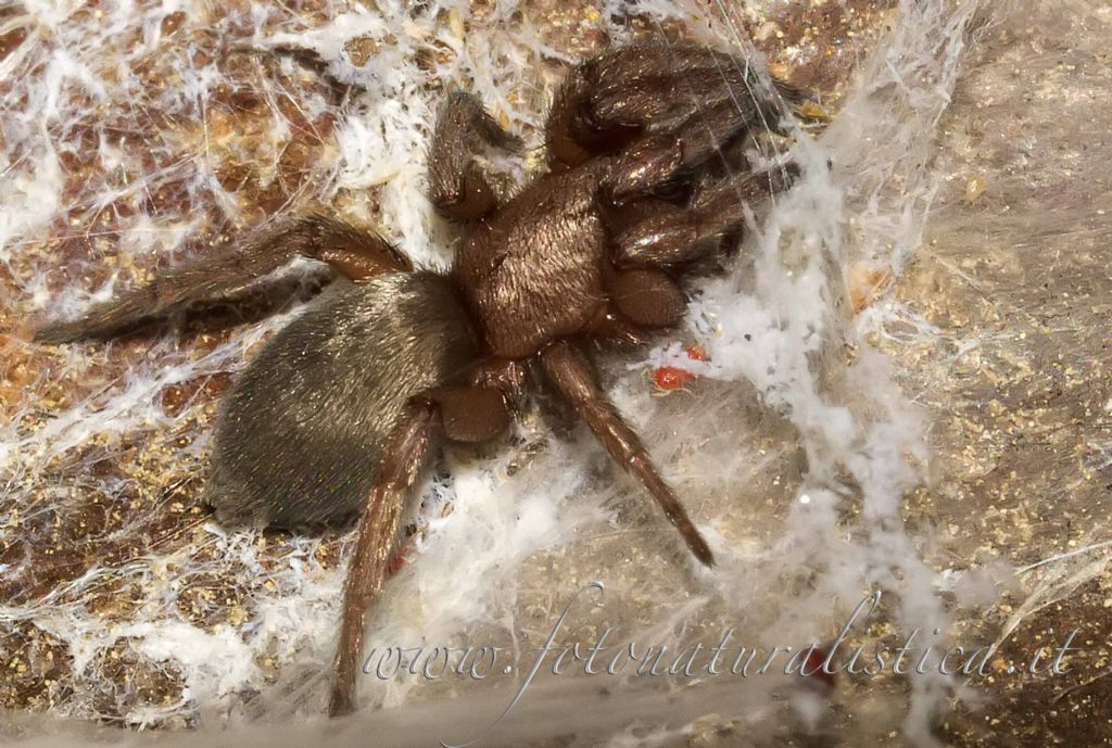 Scotophaeus sp.